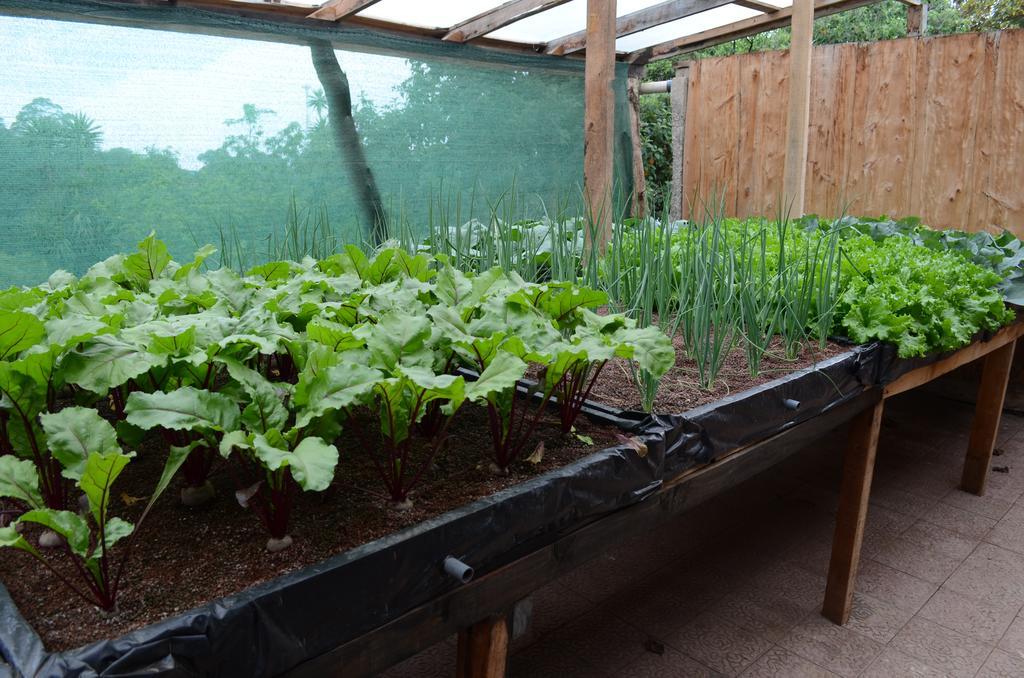 Cabinas Capulin & Farm Monteverde Zewnętrze zdjęcie